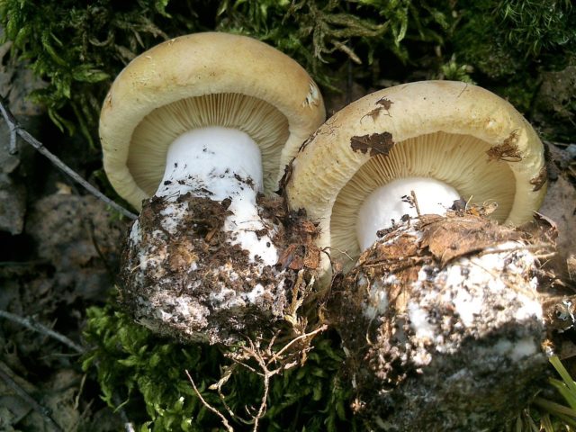 White pig tricolor: where it grows and what it looks like