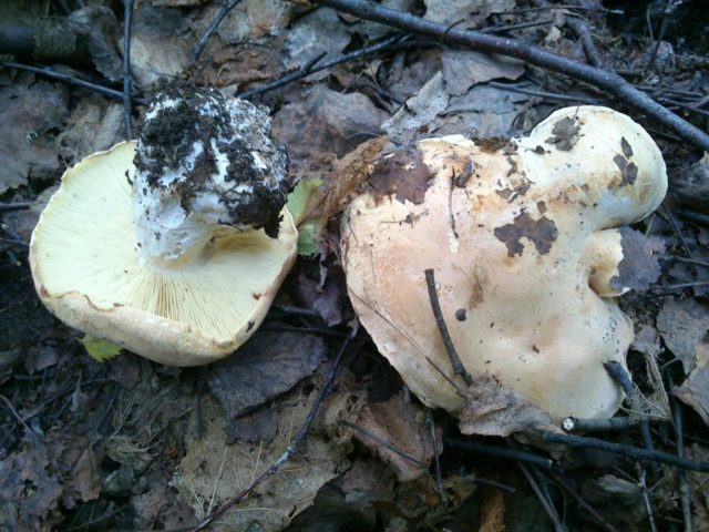 White pig tricolor: where it grows and what it looks like