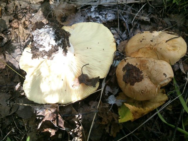 White pig tricolor: where it grows and what it looks like