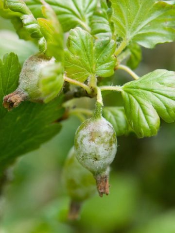 White plaque on gooseberries: what to do, measures to combat American (European) powdery mildew with folk remedies and chemicals