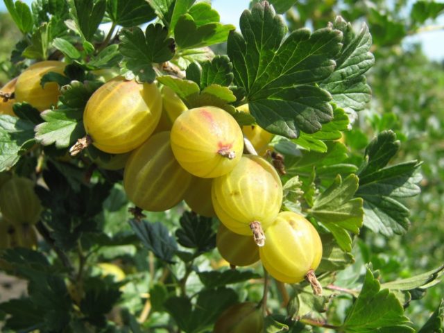 White plaque on gooseberries: what to do, measures to combat American (European) powdery mildew with folk remedies and chemicals