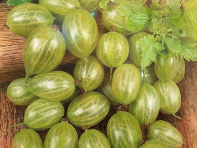 White plaque on gooseberries: what to do, measures to combat American (European) powdery mildew with folk remedies and chemicals