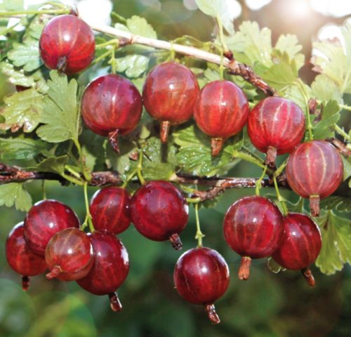 White plaque on gooseberries: what to do, measures to combat American (European) powdery mildew with folk remedies and chemicals