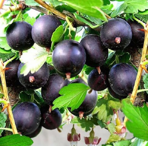 White plaque on gooseberries: what to do, measures to combat American (European) powdery mildew with folk remedies and chemicals