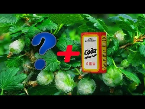 White plaque on gooseberries: what to do, measures to combat American (European) powdery mildew with folk remedies and chemicals