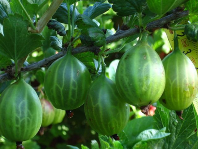 White plaque on gooseberries: what to do, measures to combat American (European) powdery mildew with folk remedies and chemicals