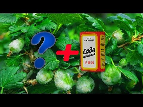 White plaque on gooseberries: what to do, measures to combat American (European) powdery mildew with folk remedies and chemicals