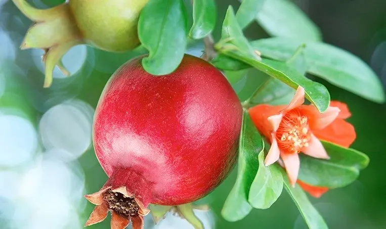 White pomegranate - why is the fruit of this color?