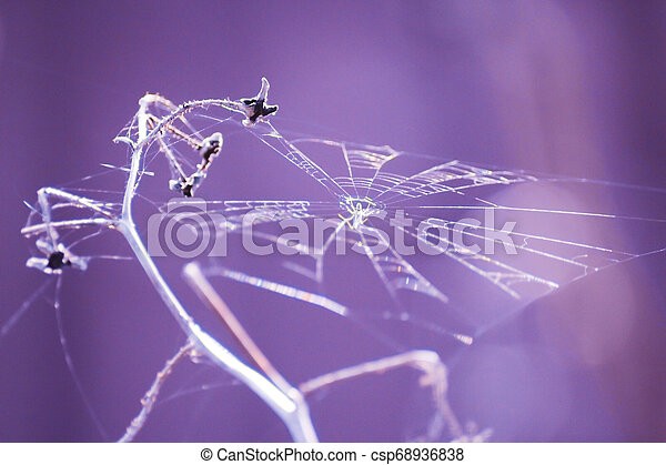 White-purple cobweb: photo and description