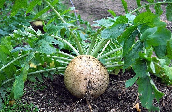 White radish - an indispensable vegetable on your table