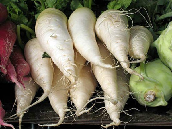 White radish - an indispensable vegetable on your table