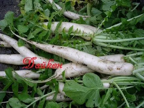 White radish - an indispensable vegetable on your table