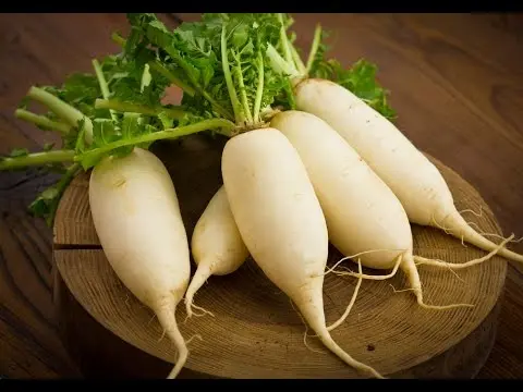 White radish: benefits and harms