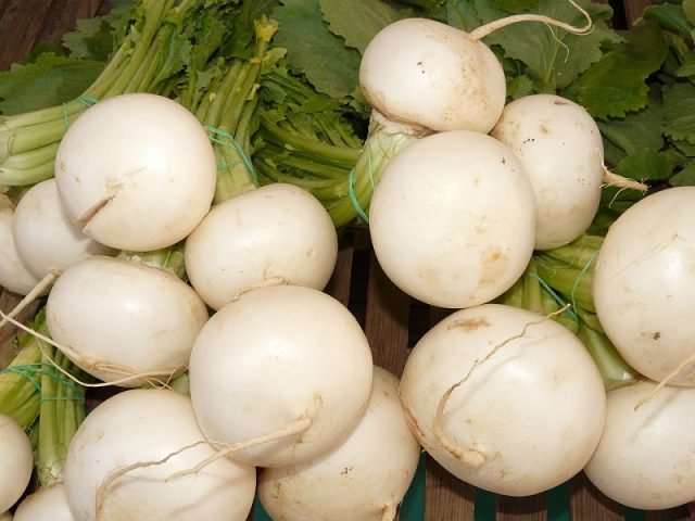 White radish: benefits and harms