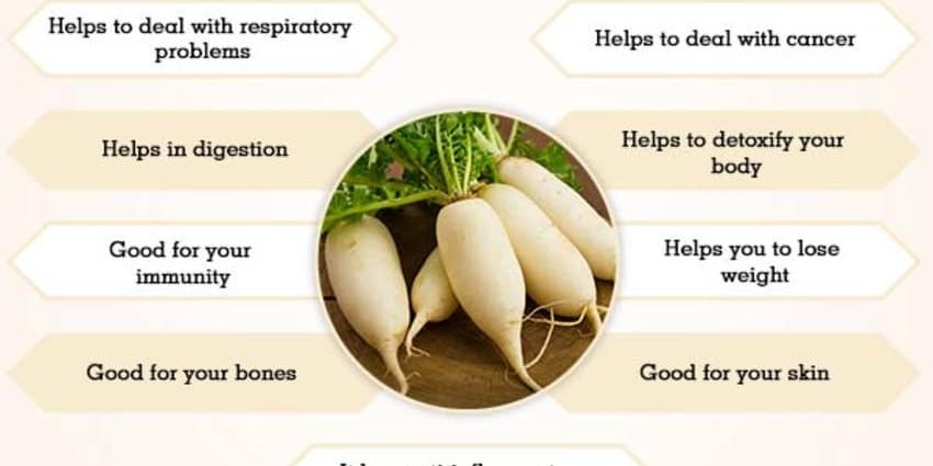 White radish: benefits and harms