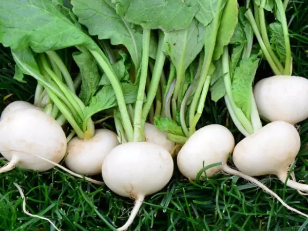 White radish: features of the variety and cultivation