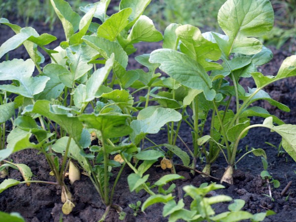 White radish: features of the variety and cultivation