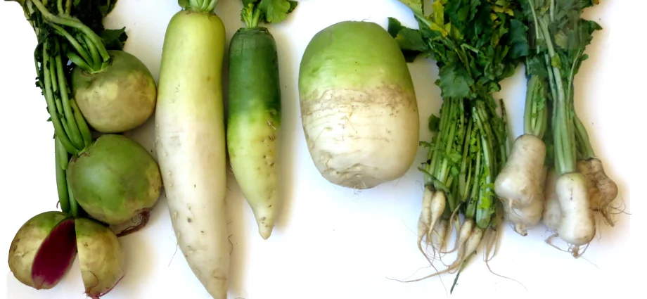 White radish: features of the variety and cultivation