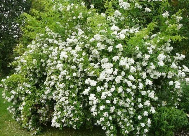 White rosehip: name and photo of the shrub, benefits, planting and care