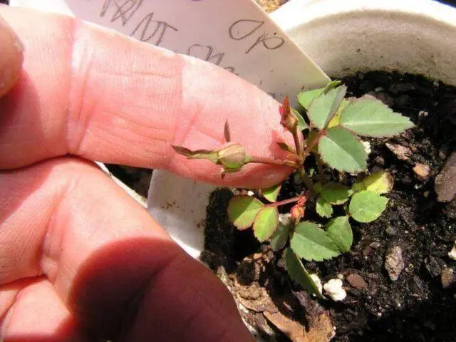 White rosehip: name and photo of the shrub, benefits, planting and care