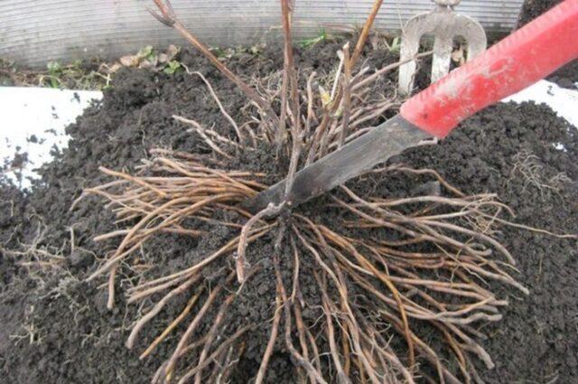 White rosehip: name and photo of the shrub, benefits, planting and care