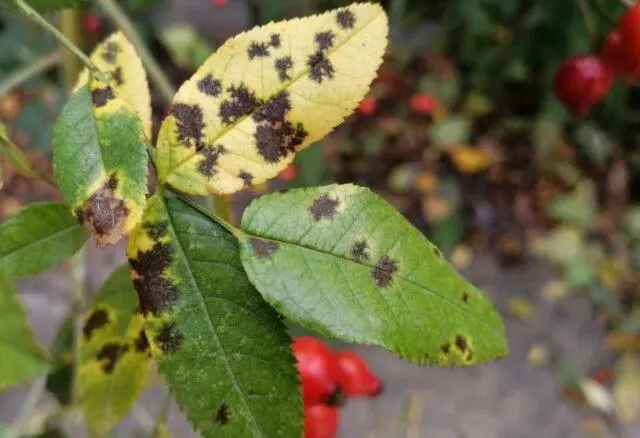 White rosehip: name and photo of the shrub, benefits, planting and care