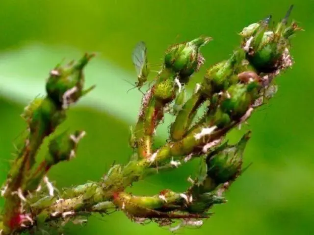 White rosehip: name and photo of the shrub, benefits, planting and care