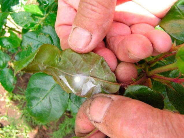 White rosehip: name and photo of the shrub, benefits, planting and care