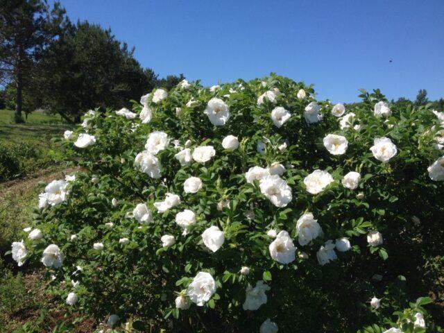 White rosehip: name and photo of the shrub, benefits, planting and care