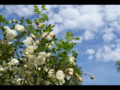 White rosehip: name and photo of the shrub, benefits, planting and care