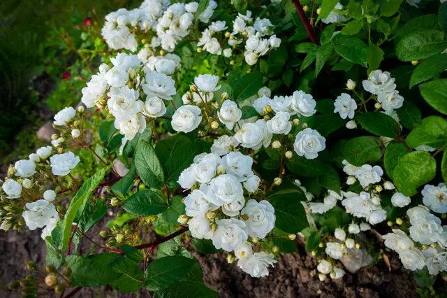 White rosehip: name and photo of the shrub, benefits, planting and care