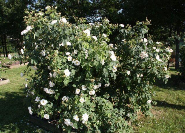 White rosehip: name and photo of the shrub, benefits, planting and care