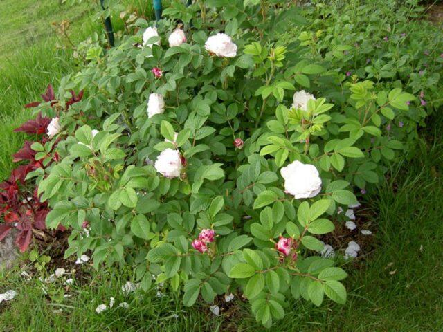 White rosehip: name and photo of the shrub, benefits, planting and care