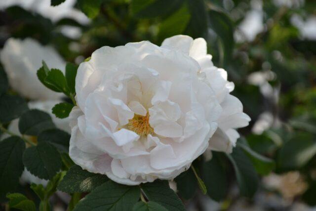 White rosehip: name and photo of the shrub, benefits, planting and care