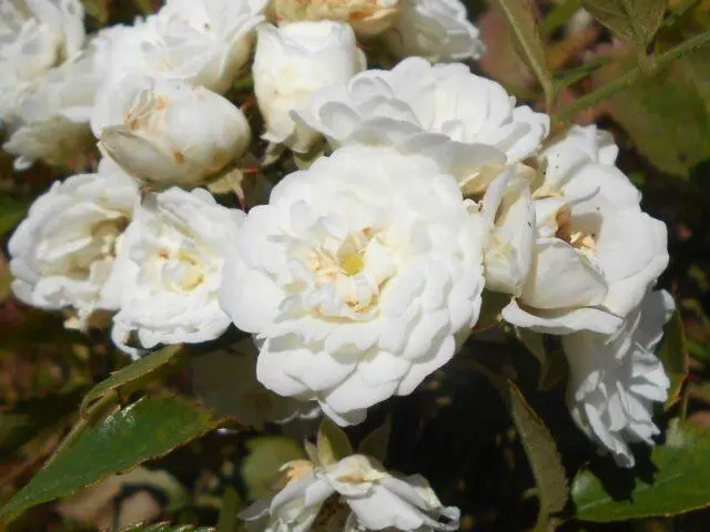 White rosehip: name and photo of the shrub, benefits, planting and care