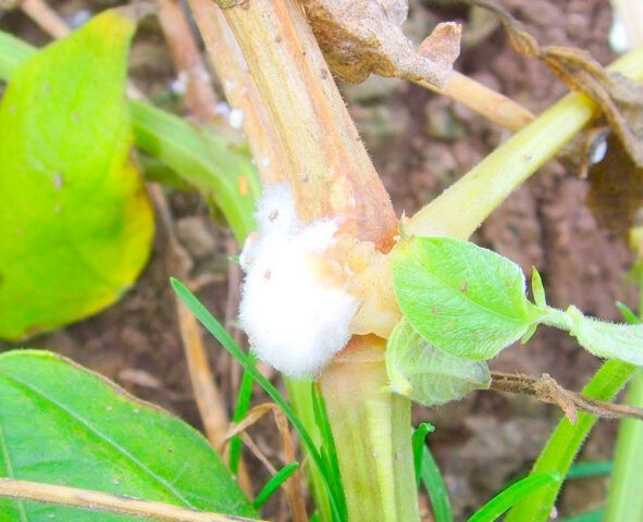 White rot (sclerotinia) of cucumbers in a greenhouse: treatment, photo, fight