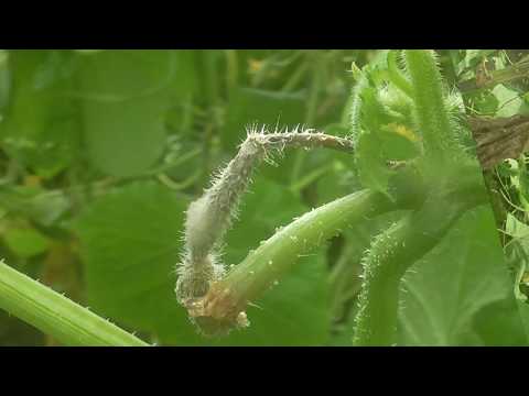 White rot (sclerotinia) of cucumbers in a greenhouse: treatment, photo, fight