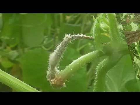 White rot (sclerotinia) of cucumbers in a greenhouse: treatment, photo, fight