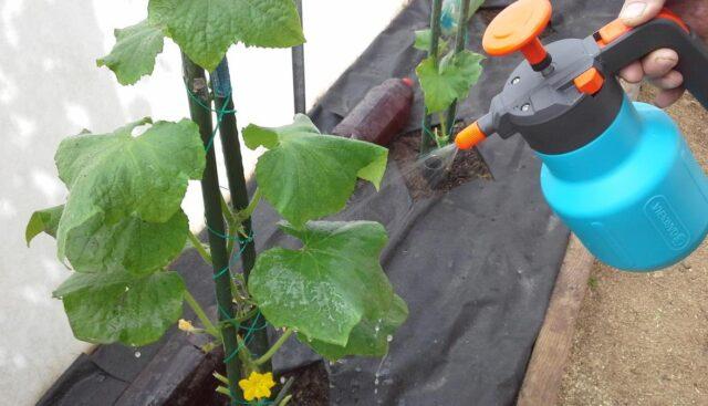 White rot (sclerotinia) of cucumbers in a greenhouse: treatment, photo, fight