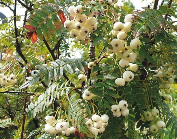 White rowan: photo, varieties with description