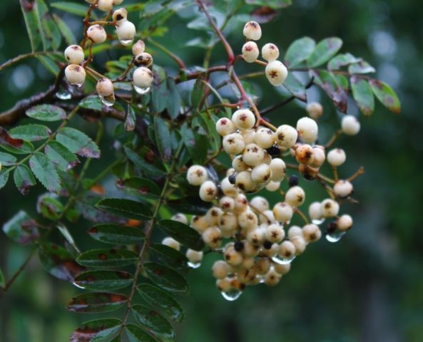 White rowan: photo, varieties with description