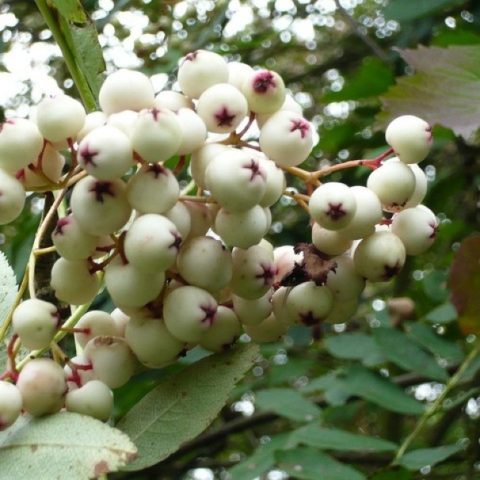 White rowan: photo, varieties with description