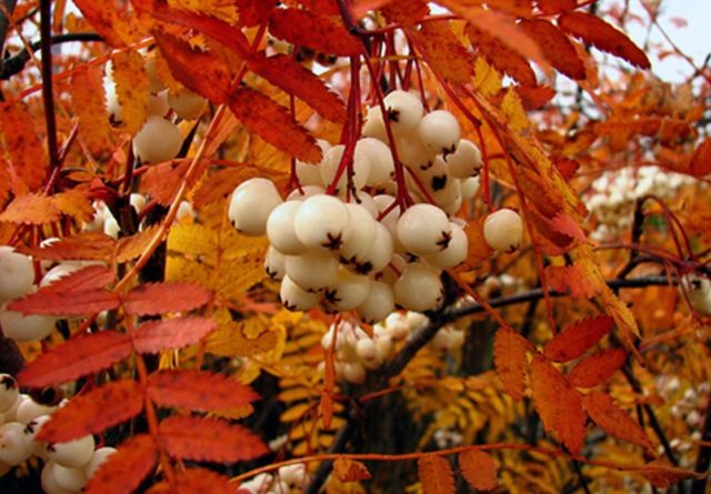 White rowan: photo, varieties with description