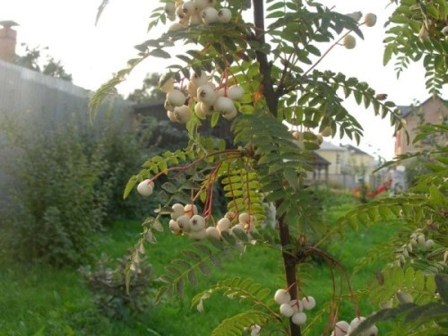 White rowan: photo, varieties with description