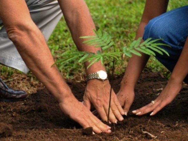 White rowan: photo, varieties with description