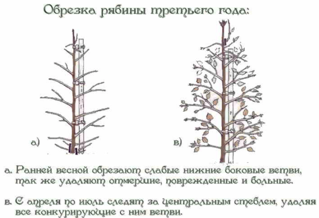 White rowan: photo, varieties with description