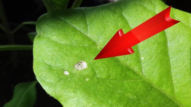 White spots on eggplant leaves: in a greenhouse, on seedlings, photo, treatment