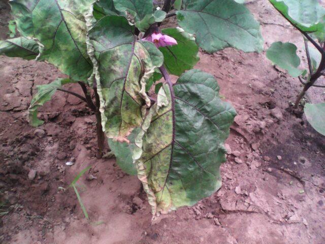 White spots on eggplant leaves: in a greenhouse, on seedlings, photo, treatment