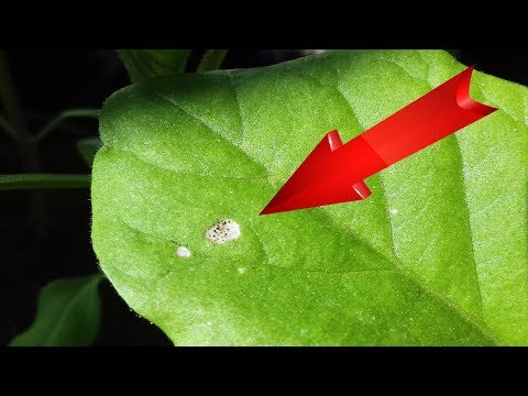 White spots on eggplant leaves: in a greenhouse, on seedlings, photo, treatment