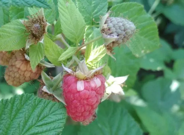 White spots on raspberries: what is it, how to process, reason, photo